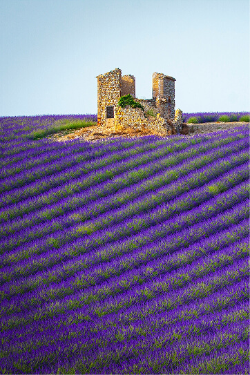 Campos de Francia